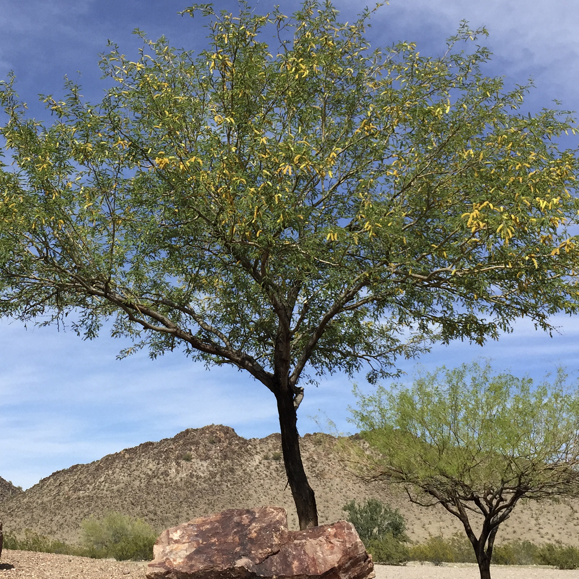 Native Mesquite