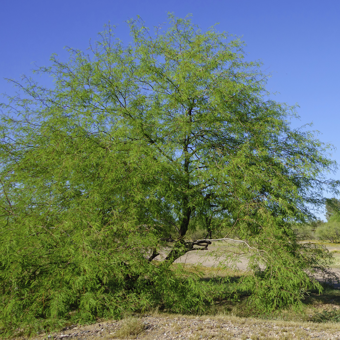 Thornless Mesquite