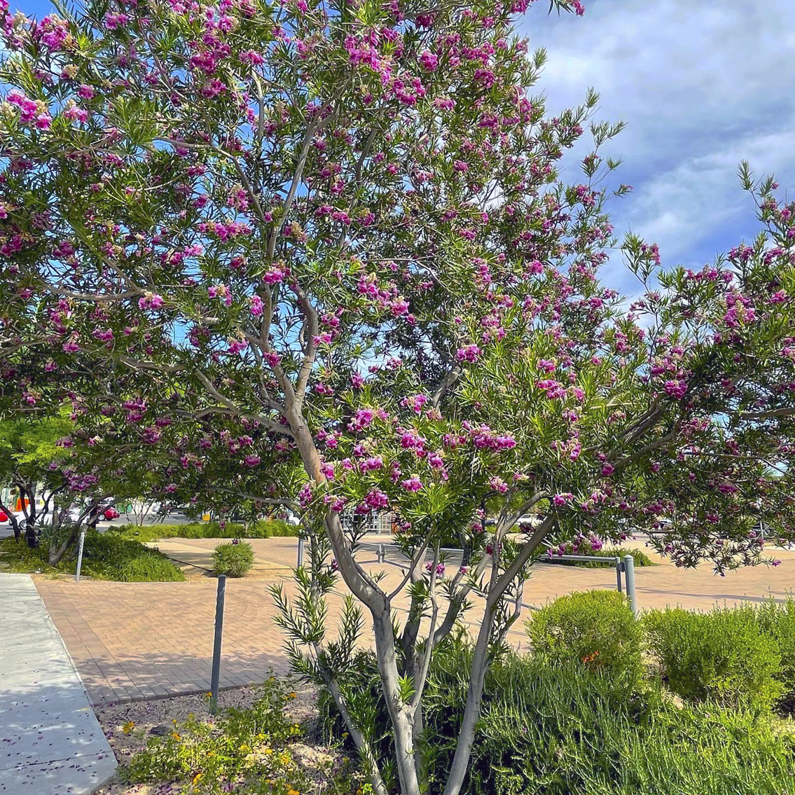 Desert Willow