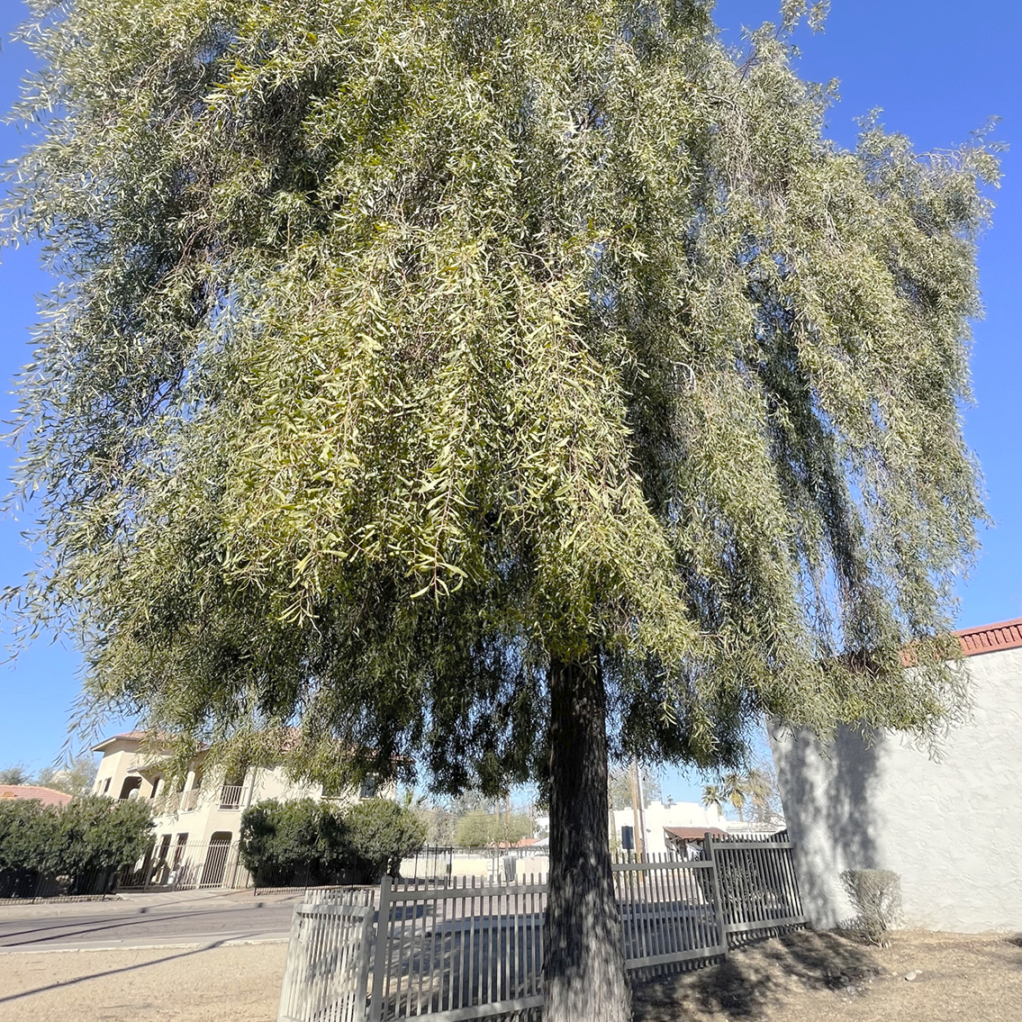 Willow Acacia