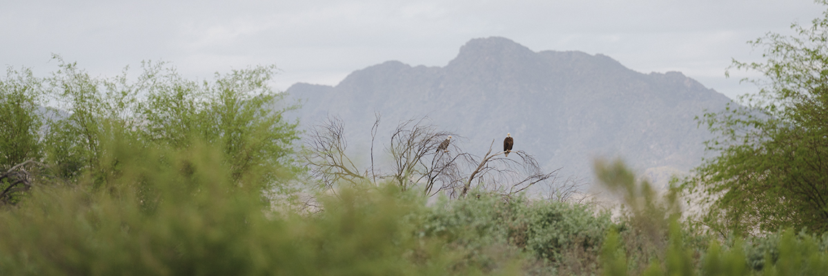 Protección y conservación de la vida silvestre de Arizona